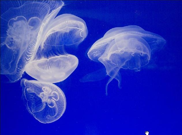 Sea life Jellyfish 3